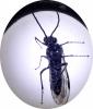 Dolerus sp.